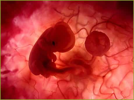 El feto en el primer trimestre de gestación - tres primeros meses