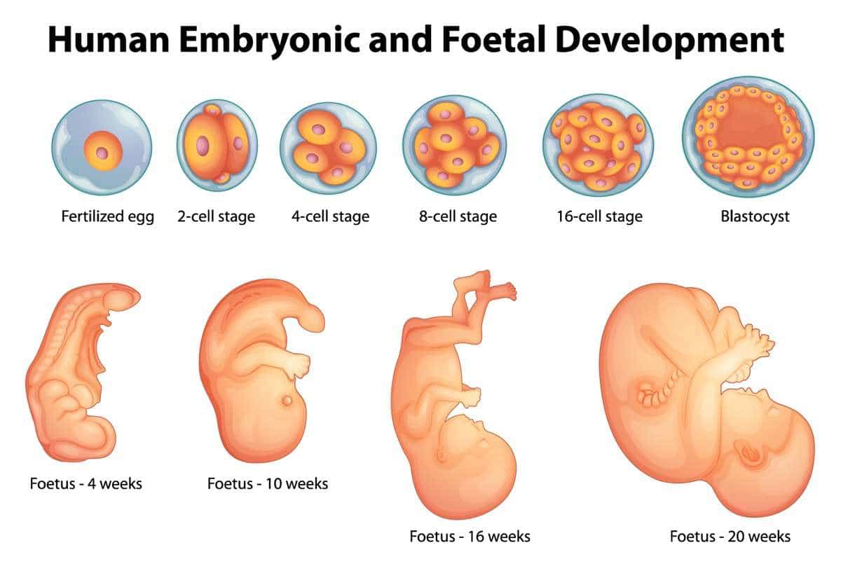 evolución del embrión