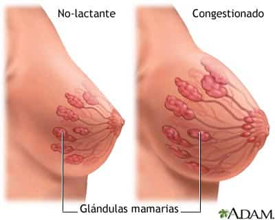 Glándulas mamarias