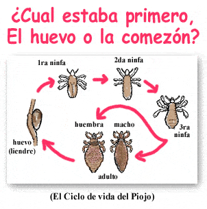 El ciclo de la vida de un piojo