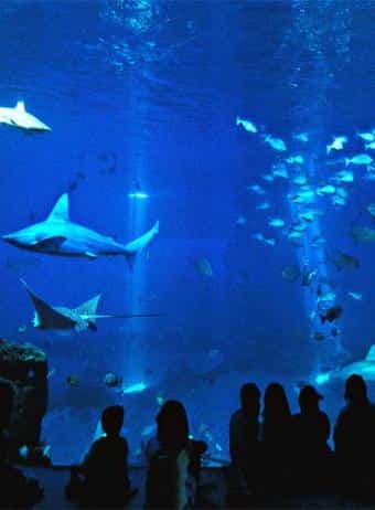 Tiburones en el aquarium