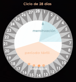 El ciclo menstrual
