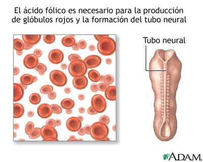 acido-folico1.jpg