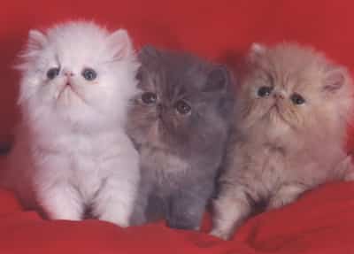 gatitos-persa.jpg