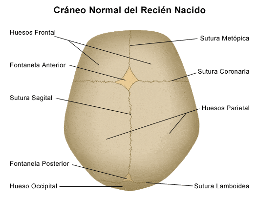 craneo-facial.gif