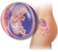 desarrollo-embrionario-fetal