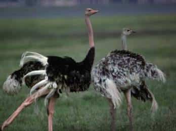 dos-avestruces1