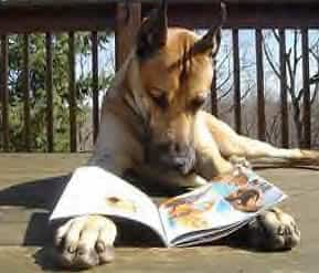 perro-leyendo-revista