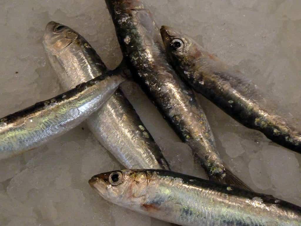 sardinas frescas
