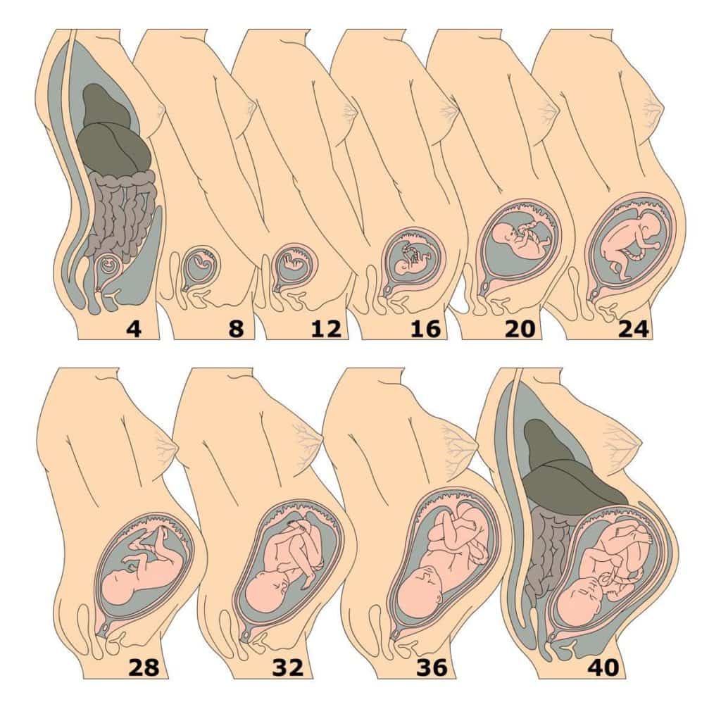 El Desarrollo Del Bebé Antes De Nacer Bebés Y Embarazos 