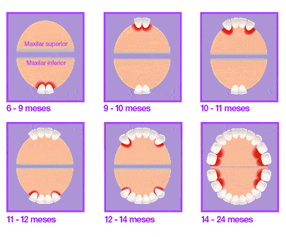 Proceso de dentición