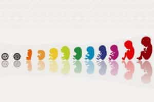 embarazo semana a semana